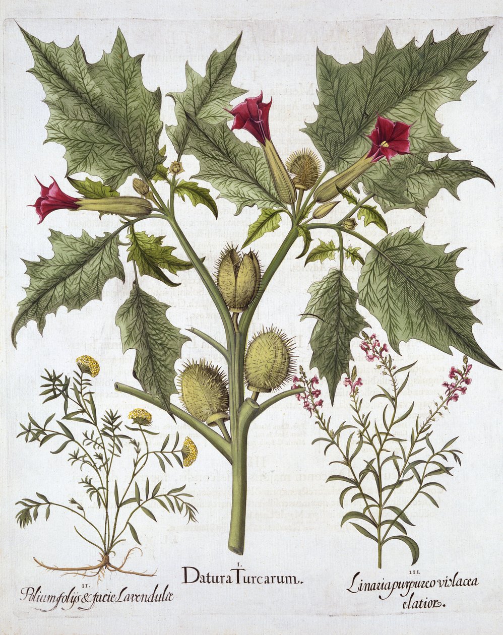 Thorn Apple，Germander和Purple Toadflax，来自Hortus Eystettensis，由Basil Besler（1561-1629），酒吧。 1613（手工雕刻） 作者 德国学校