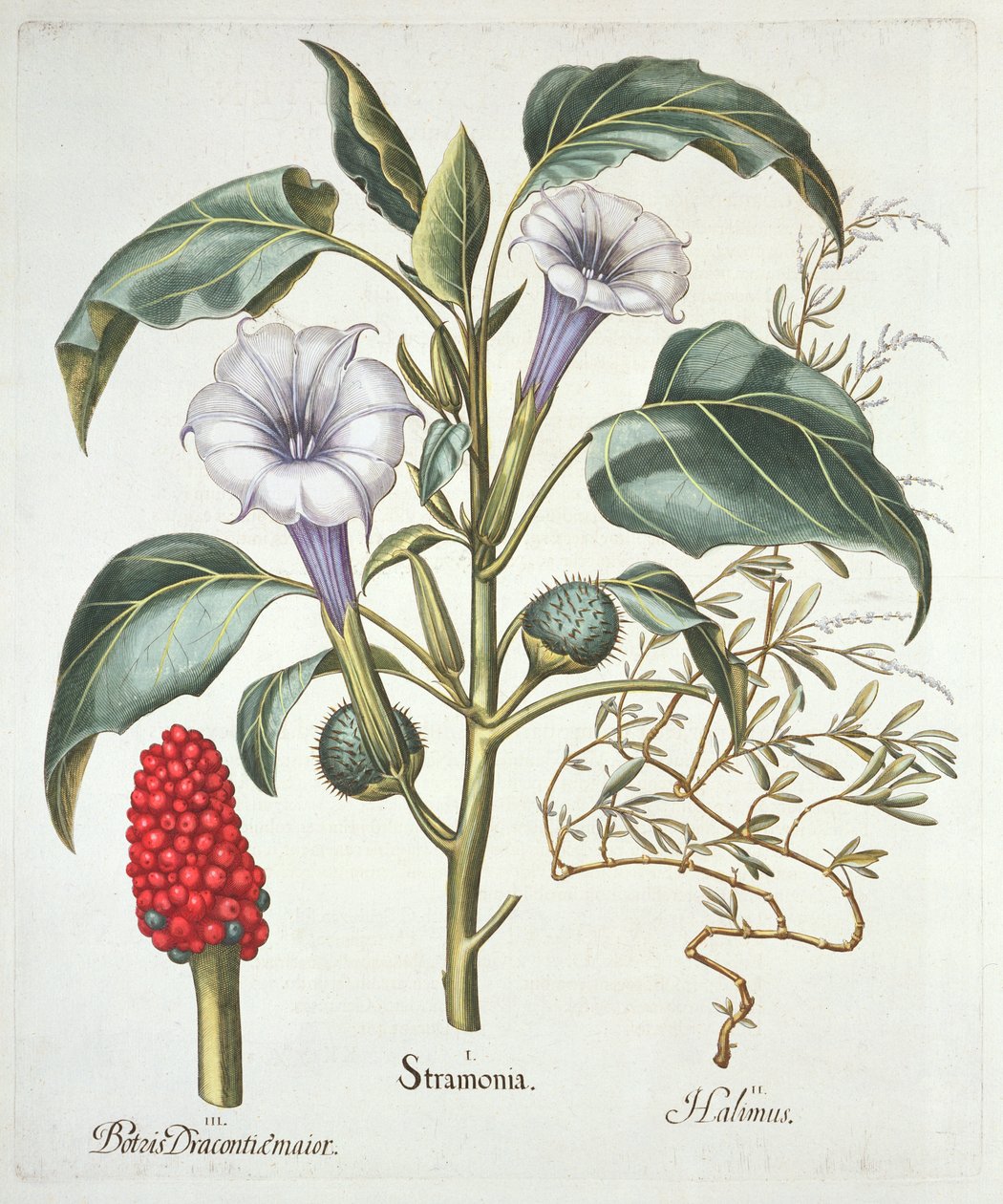 Thorn Apple，来自Basil Besler（1561-1629）的Hortus Eystettensis，酒吧。 1613（手工彩色雕刻） 作者 德国学校