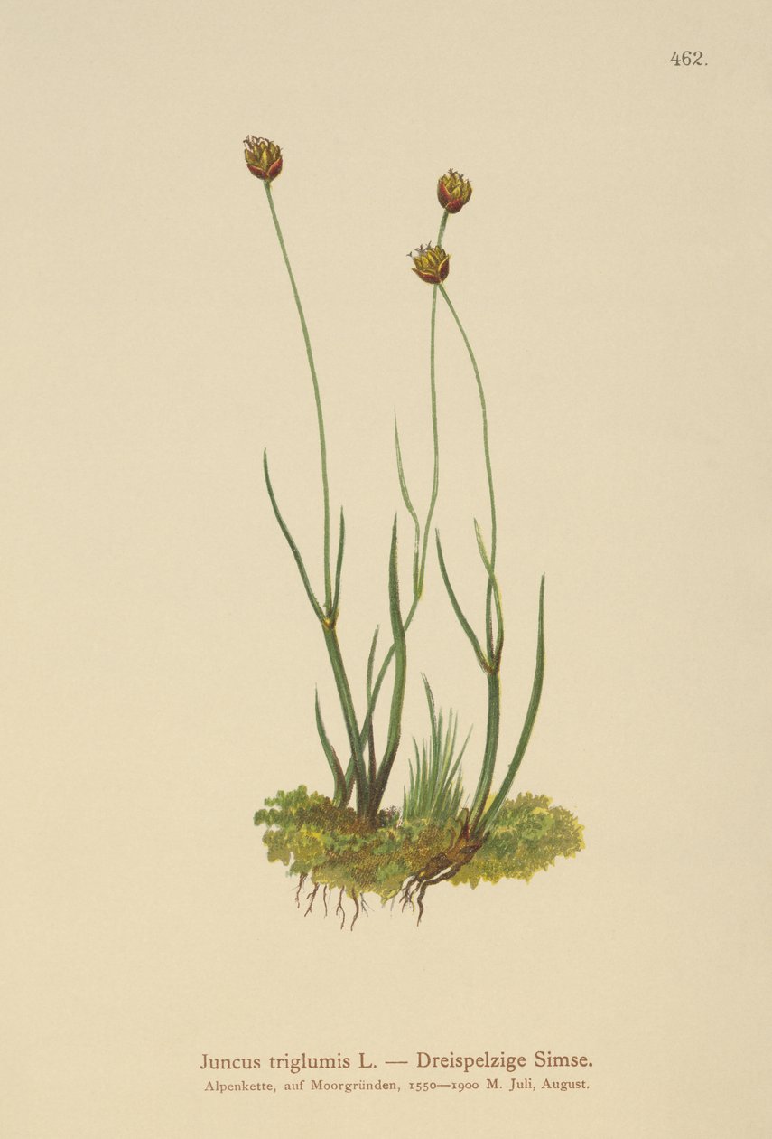 三壳蔺草（Juncus triglumis） 作者 德国学校