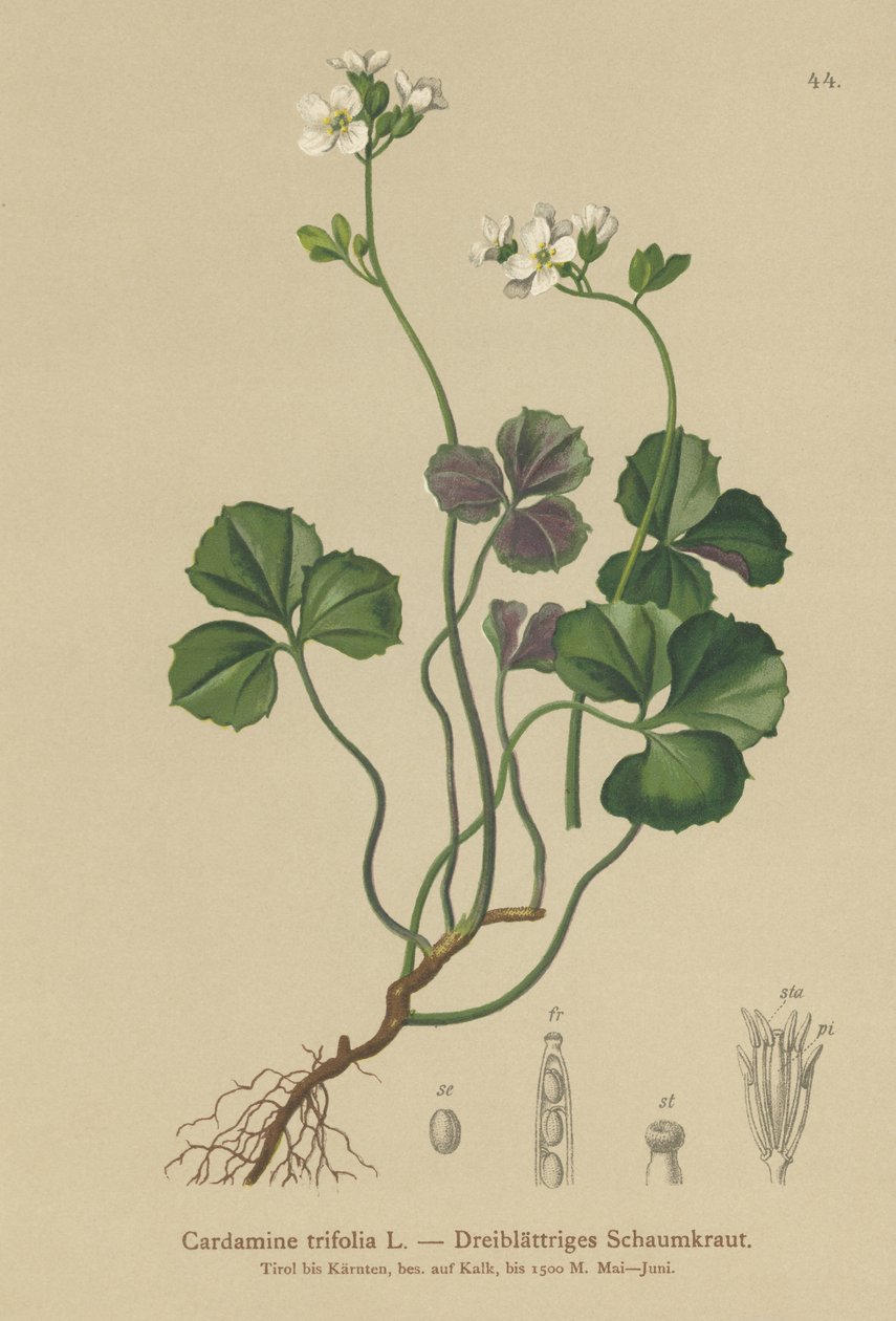 三叶苦瓜（Cardamine trifolia） 作者 德国学校