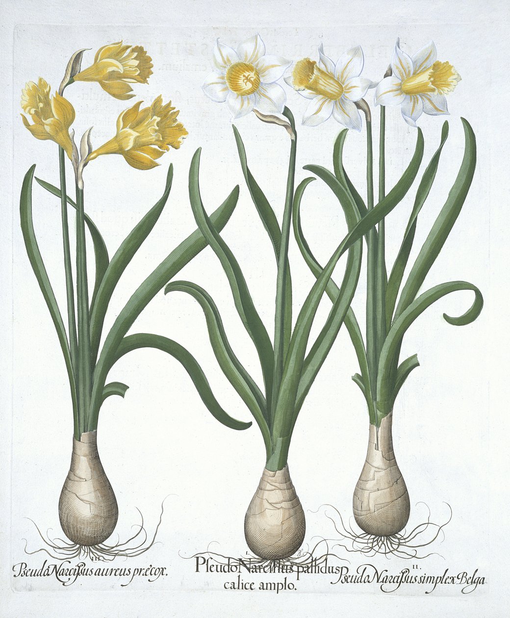 三个Pseudo-Narcissi，来自Hortus Eystettensis，由Basil Besler（1561-1629）酒吧。 1613（手工彩色雕刻） 作者 德国学校