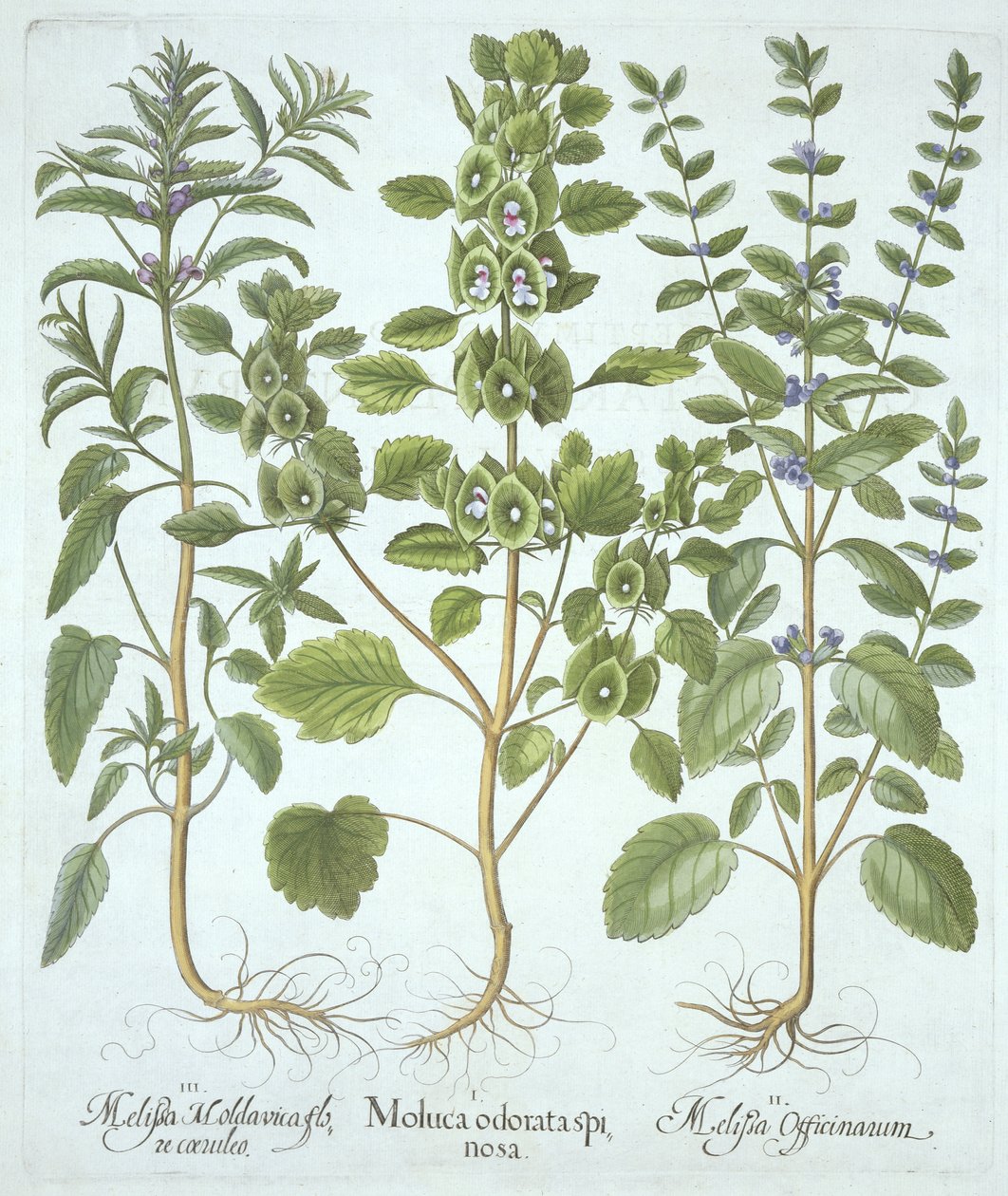 三种香膏，来自Hortus Eystettensis，由Basil Besler（1561-1629），酒吧。 1613（手工雕刻） 作者 德国学校