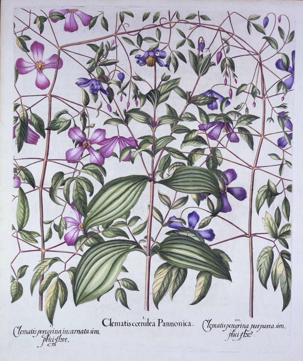 三种类型的铁线莲，来自Hortus Eystettensis，由Basil Besler（1561-1629），酒吧。 1613（手工雕刻） 作者 德国学校