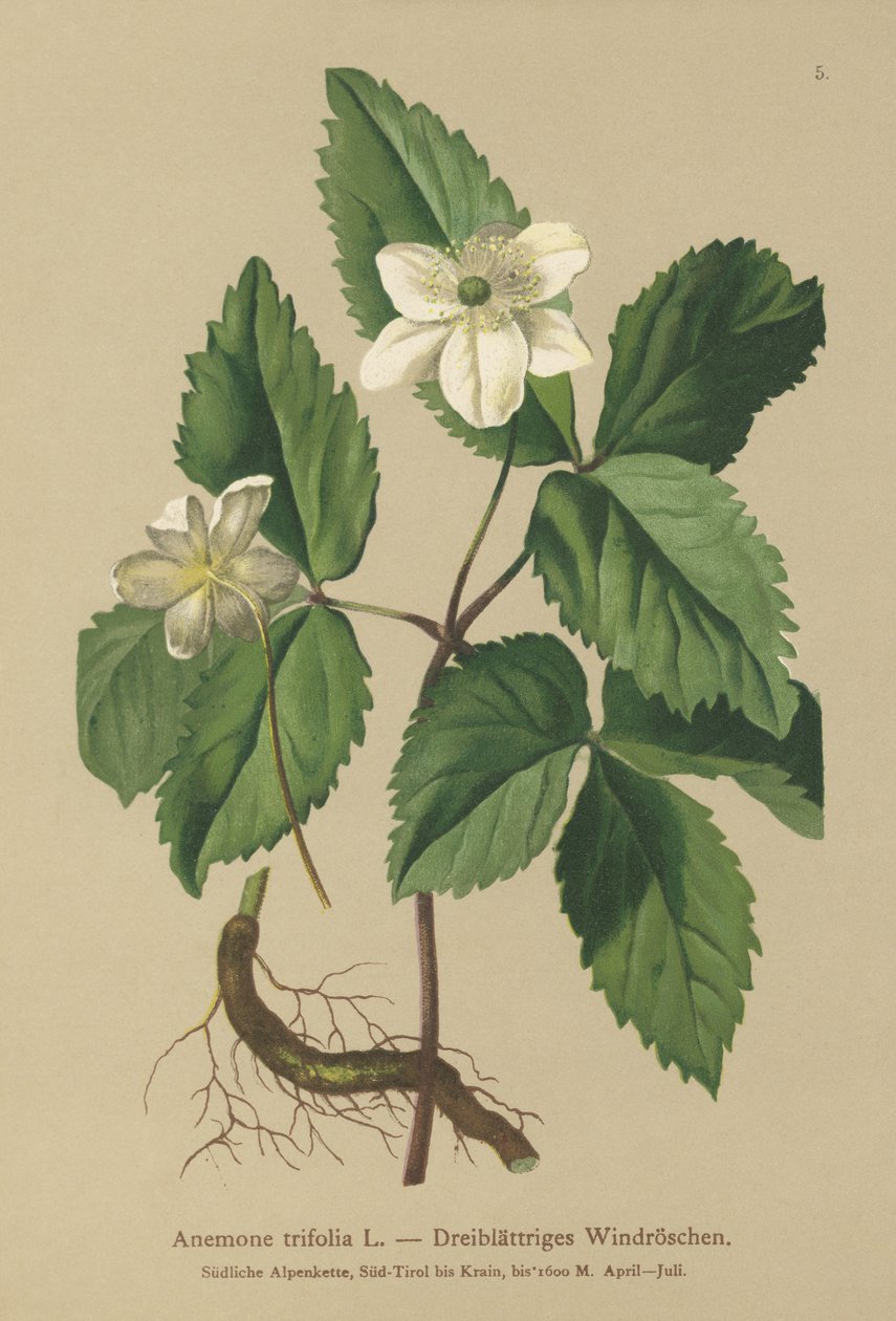 三叶海葵（Anemone trifolia） 作者 德国学校