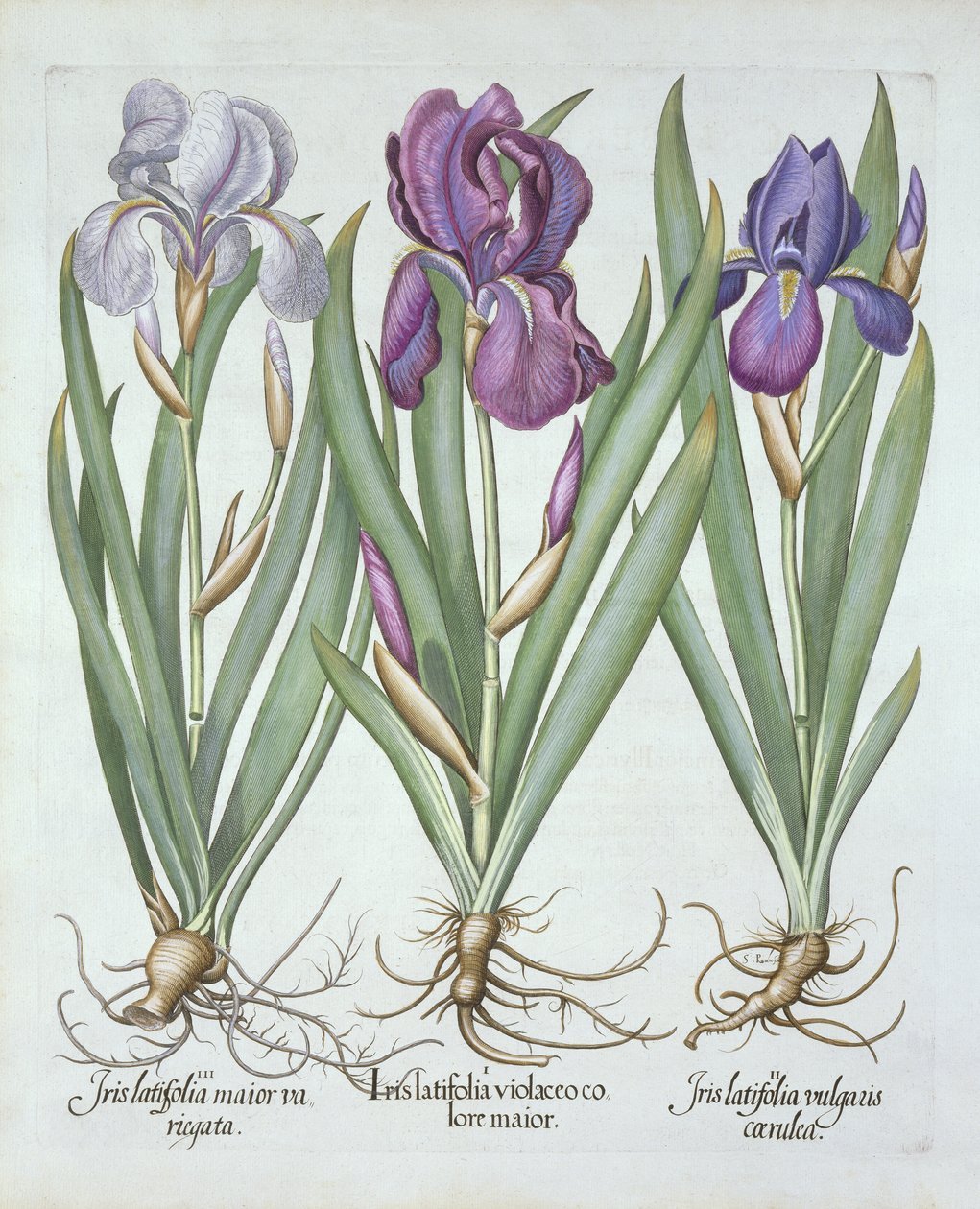 三种rhizomatous胡须虹膜，来自Hortus Eystettensis，由Basil Besler（1561-1629）酒吧。 1613 作者 德国学校