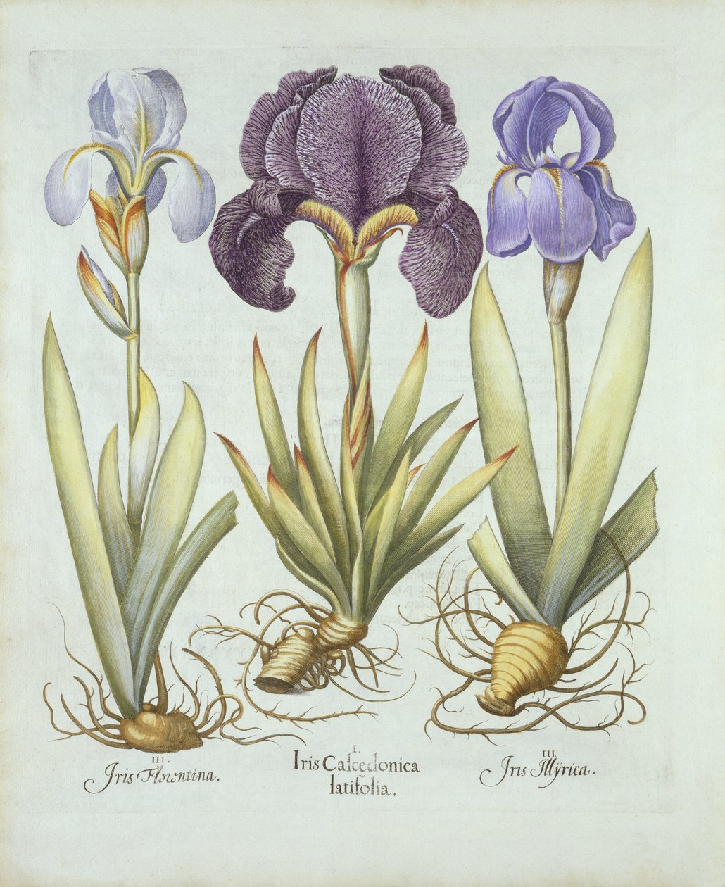 三种rhizomatous无胡须鸢尾花，来自Hortus Eystettensis，由Basil Besler（1561-1629）酒吧。 1613（手工彩色雕刻） 作者 德国学校