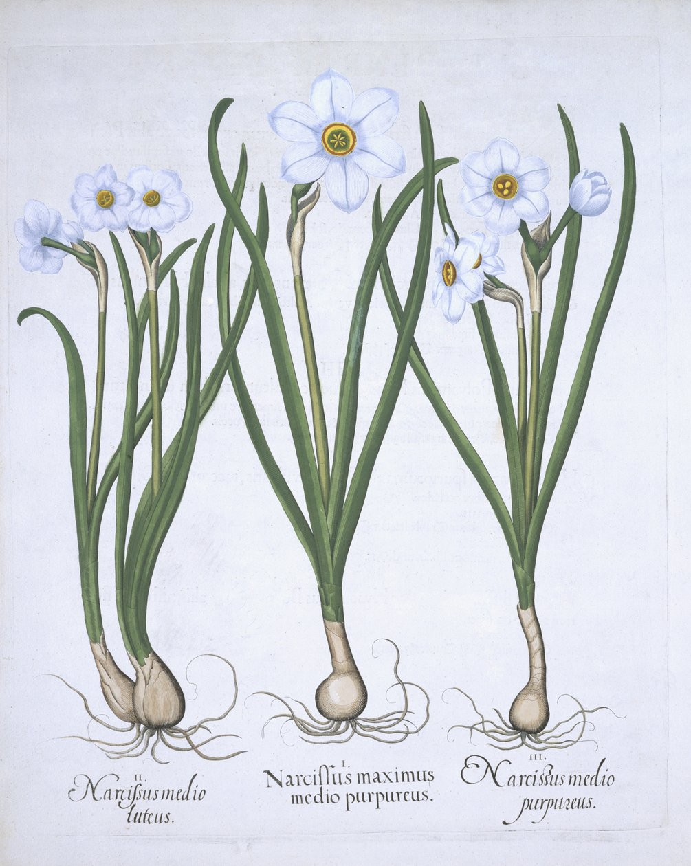 三个白色的Narcissi，来自Hortus Eystettensis，由Basil Besler（1561-1629）酒吧。 1613（手工彩色雕刻） 作者 德国学校