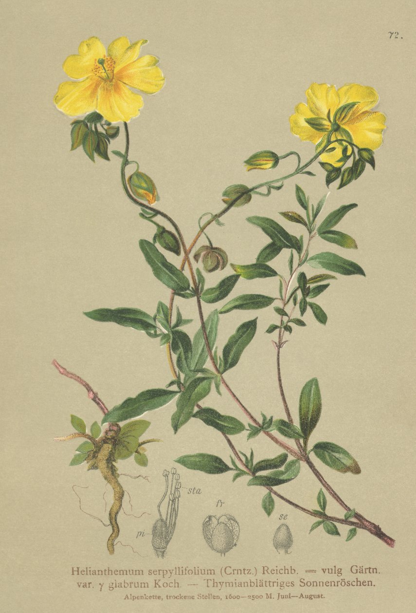 百里香叶玫瑰（Helianthemum grandiflorum，Helianthemum serpyllifolium，Helianthemum vulgaris） 作者 德国学校