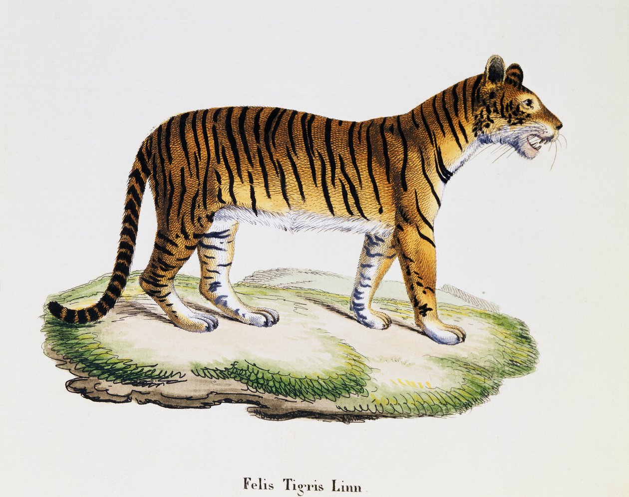 虎（Felis tigris），摘自《哺乳动物图鉴》，作者约翰-克里斯蒂安-丹尼尔-冯-施雷伯（1739-1810），IC-博克根据A-弗莱施曼的绘图雕刻，第三卷，表98A，德国 作者 德国学校