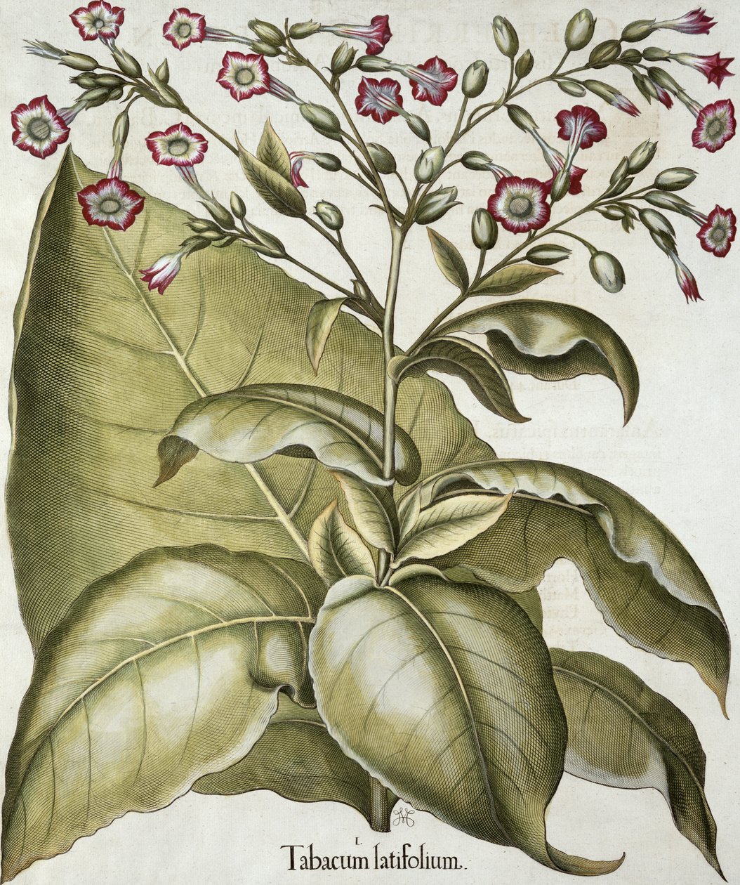 烟草植物，来自Basil Besler（1561-1629）的Hortus Eystettensis，酒吧。 1613（手工彩色雕刻） 作者 德国学校