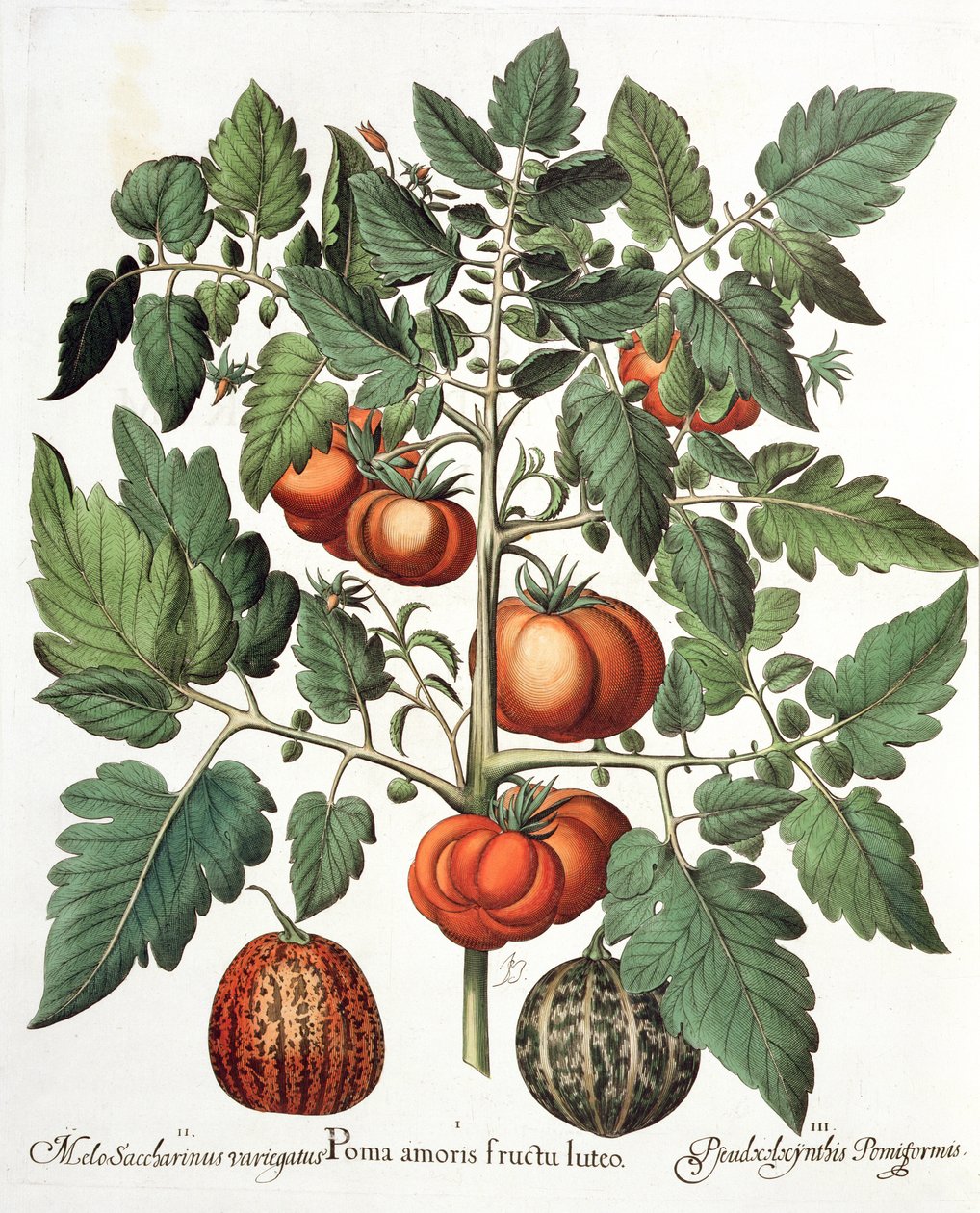 西红柿和瓜果1.Poma爱黄色; 2.Melo糖精杂色;从罗勒Besler（1561年至1629年），酒吧的Eystettensis 3.Pseudocolocynthis pomiforme。 1613 作者 德国学校