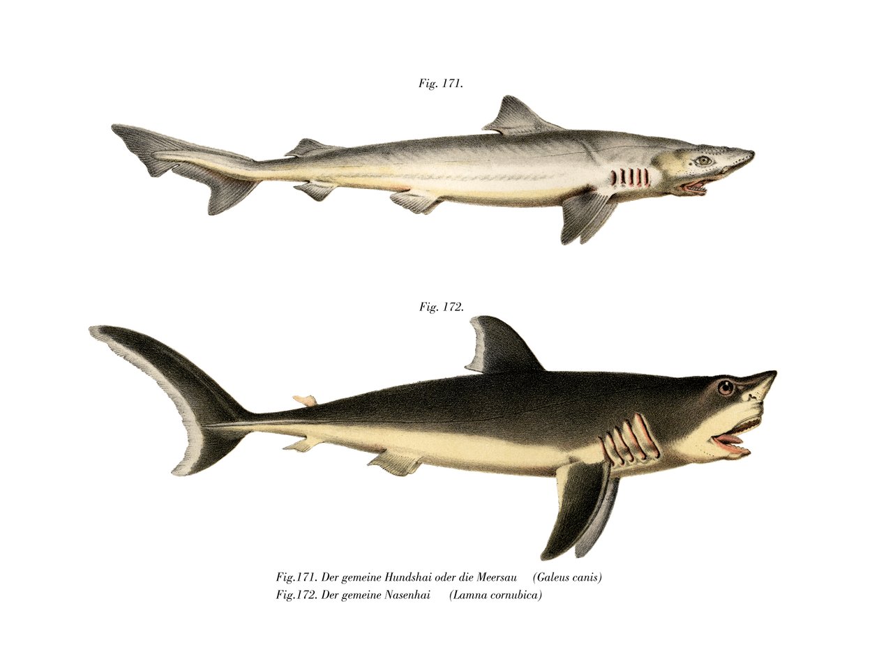 Tope Shark（彩色石版画） 作者 德国学校