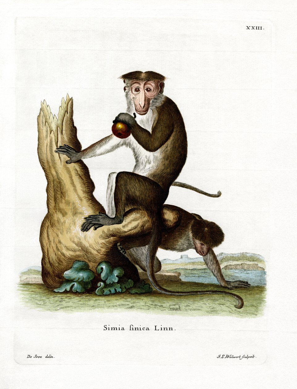 Toque Macaque (彩色雕刻) 作者 德国学校