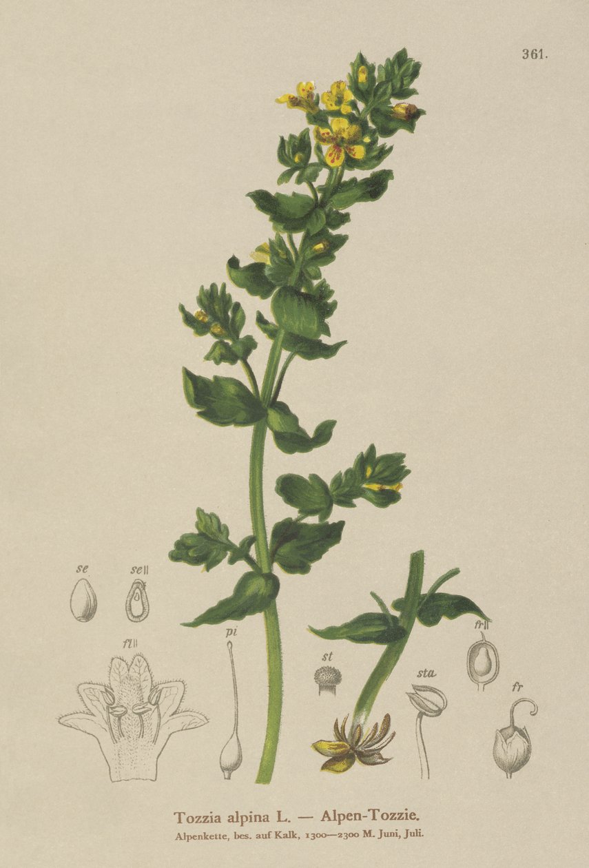 Tozzia（Tozzia alpina） 作者 德国学校