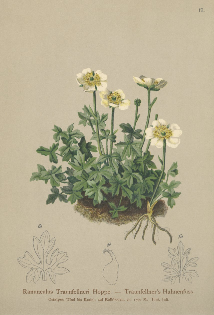 Traunfellners Crowfoot（Ranunculus Traunfellneri） 作者 德国学校