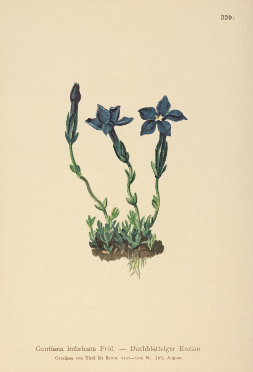 Triglav Gentian（Gentiana terglouensis，Gentiana imbricata） 作者 德国学校
