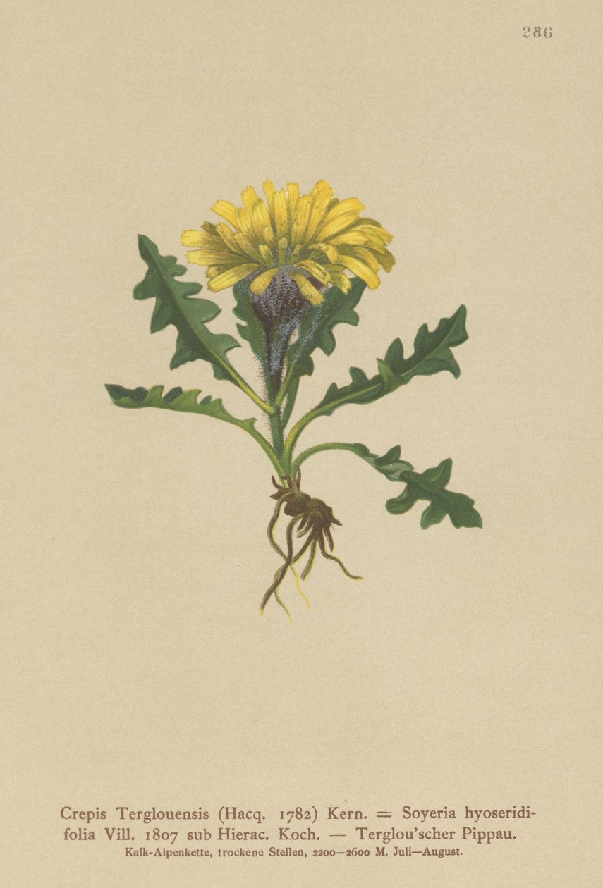 Triglav Hawksbeard（Crepis Terglouensis，Soyeria hyoseridifolia sub Hierac。） 作者 德国学校