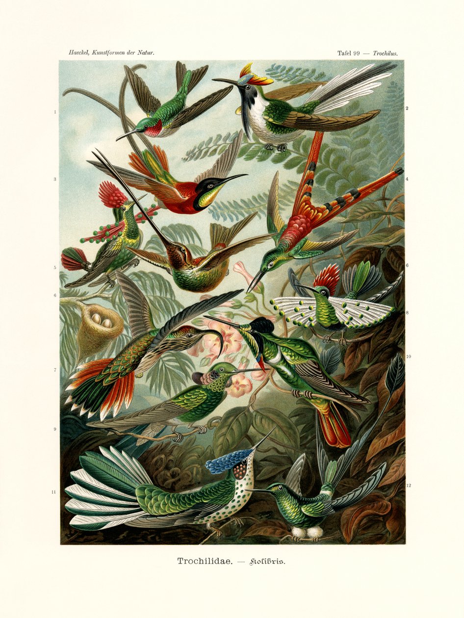 Trochilidae，1899-1904 作者 德国学校