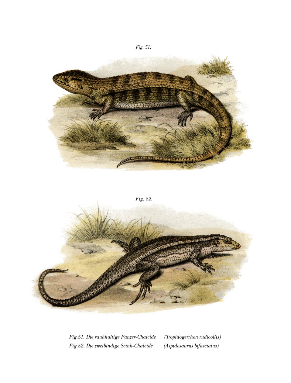 Tropidogerrhon rudicollis（彩色石版画） 作者 德国学校