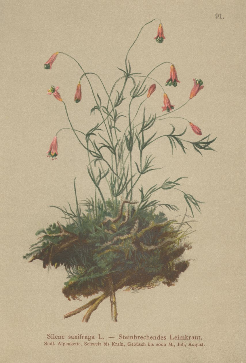 簇绒C（（Silene saxifraga） 作者 德国学校