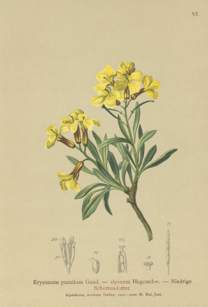 簇绒壁花（Erysimum pumilum，Erysimum alpinum） 作者 德国学校