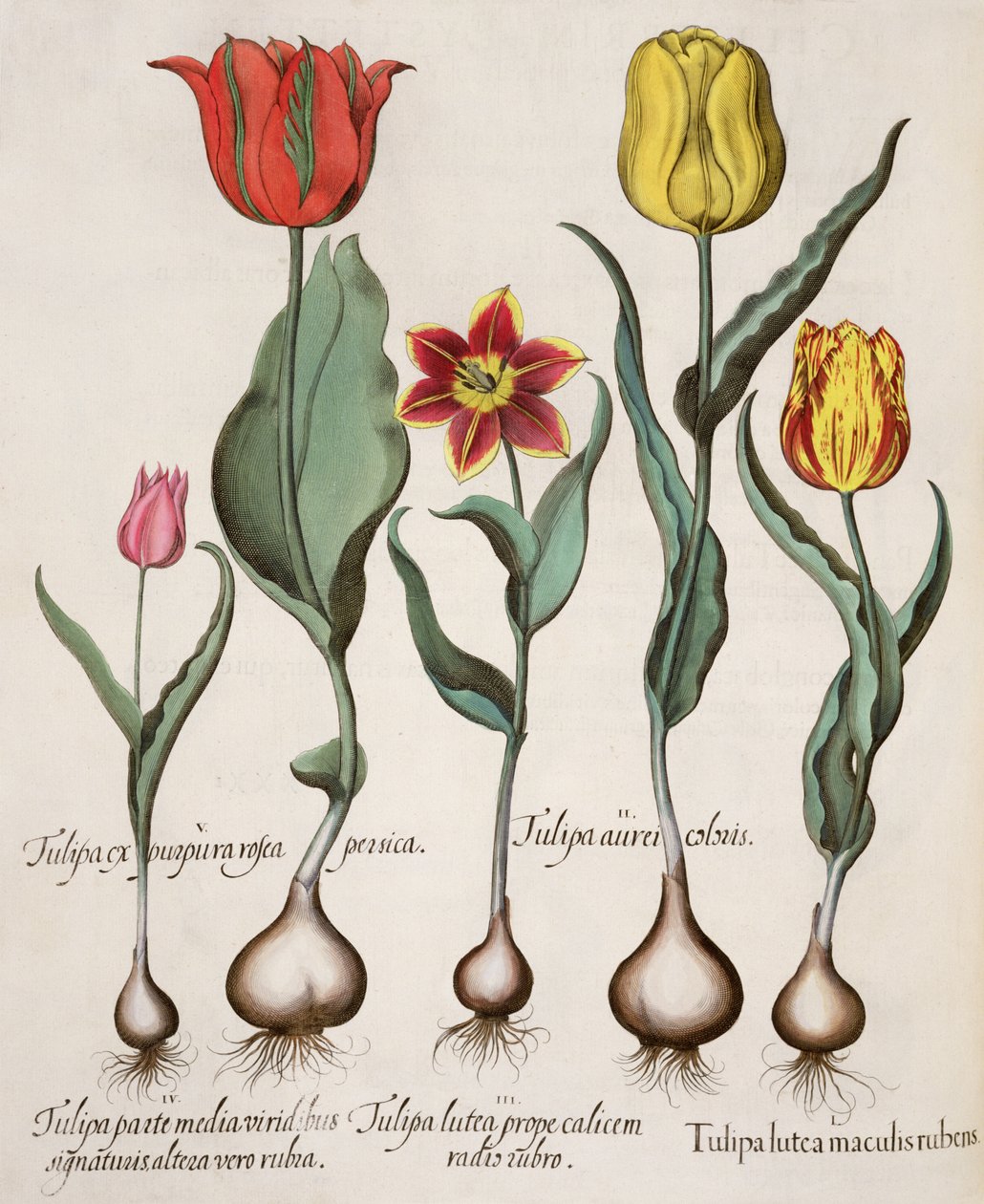郁金香：1.Tulipa黄色和红色斑点; 2.Tulipa金; 3.Tulipa黄色杯红色根部附近; 4.Tulipa签名的绿色，和其他与红色的中间部分; 5.Tulipa前紫粉色桃 作者 德国学校