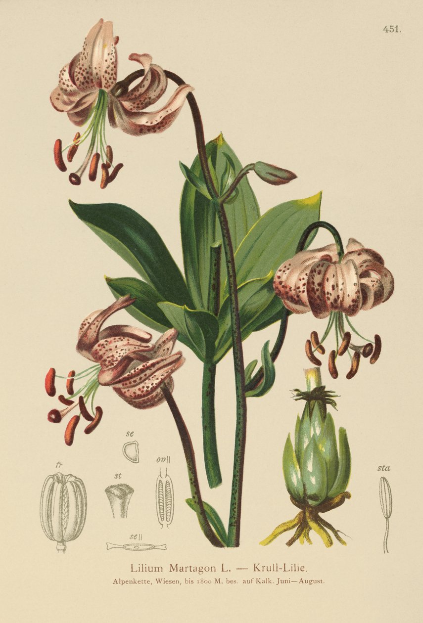 土耳其人Cap Lily（Lilium Martagon） 作者 德国学校