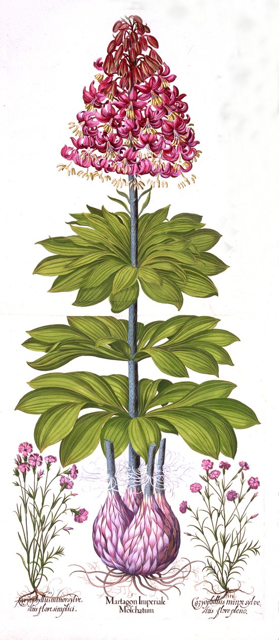 土耳其人Cap Lily和Dianthus，来自Hortus Eystettensis，由Basil Besler（1561-1629），酒吧。 1613（手工彩色雕刻） 作者 德国学校