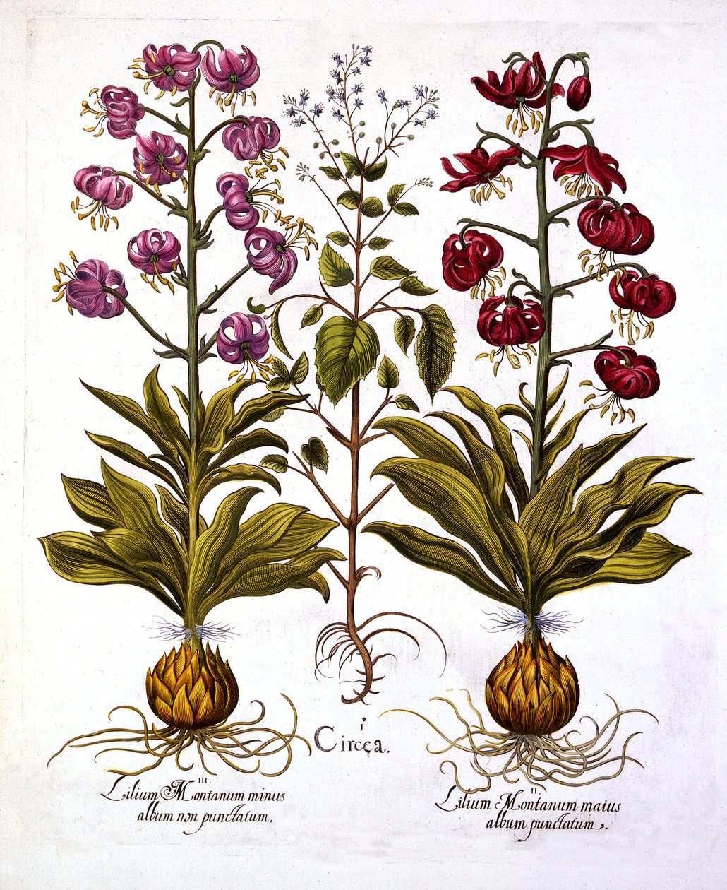 土耳其人Cap Lily和Enchanters Nightshade，来自Hortus Eystettensis，由Basil Besler（1561-1629），酒吧。 1613（手工彩色雕刻） 作者 德国学校