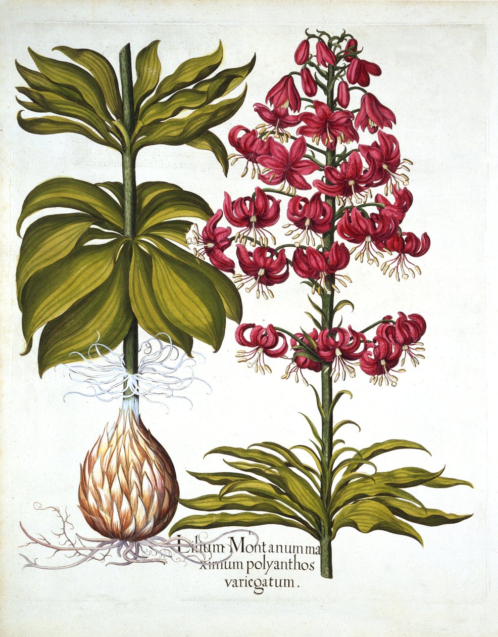 土耳其人Cap Lily，来自Hortus Eystettensis，由Basil Besler（1561-1629），酒吧。 1613（手工彩色雕刻） 作者 德国学校
