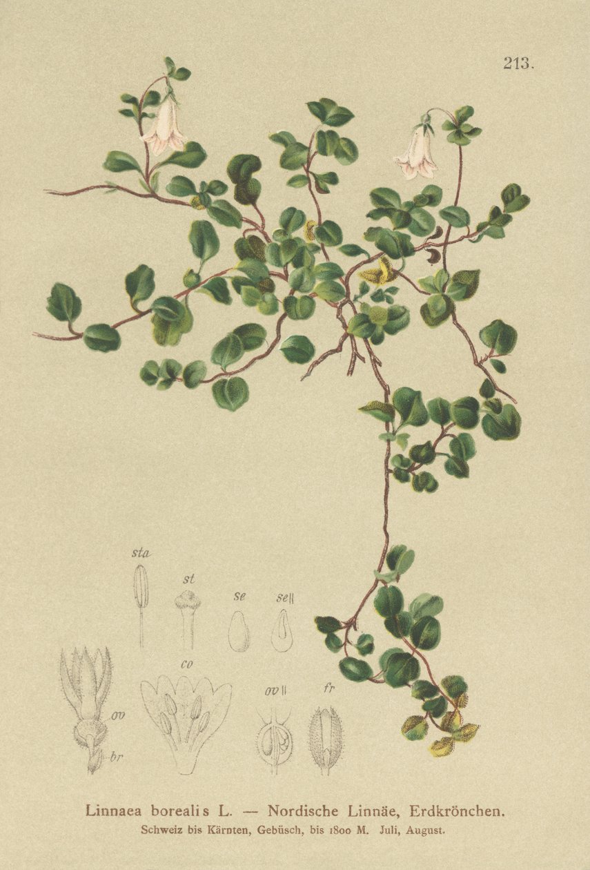 Twinflower（Linnaea borealis） 作者 德国学校
