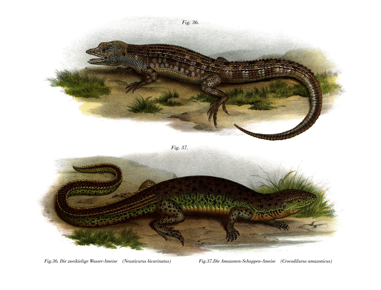 两面 Neusticurus（彩色石版画） 作者 德国学校