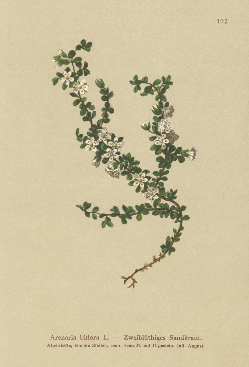 双花Sand（Arenaria biflora） 作者 德国学校
