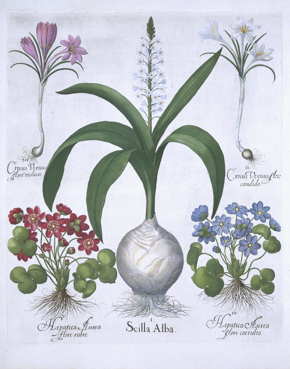 两个番红花，两个Hepatica和一个Scilla，来自Hortus Eystettensis，由Basil Besler（1561-1629）酒吧。 1613（手工彩色雕刻） 作者 德国学校