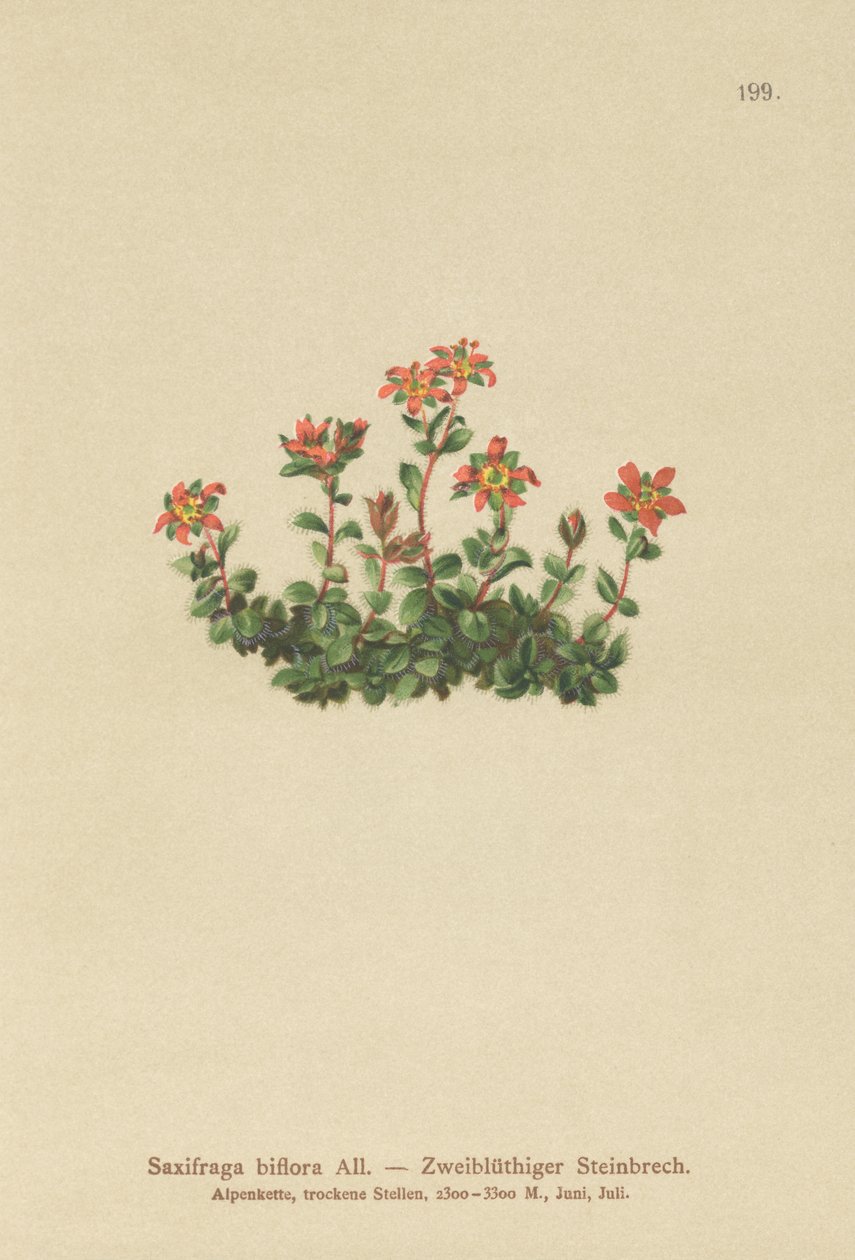 两种开花的Saxifrage（Saxifraga biflora） 作者 德国学校