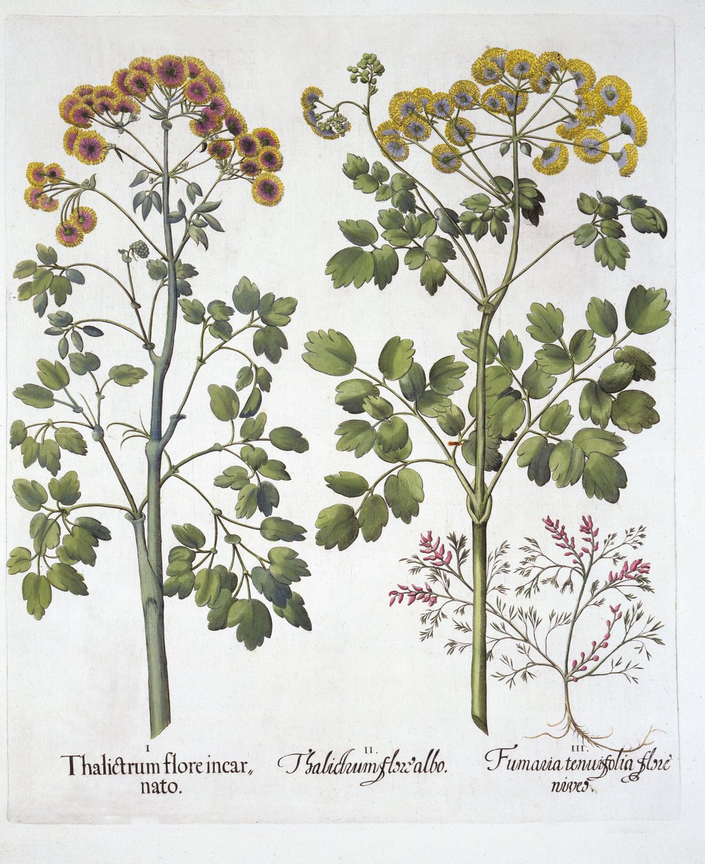 来自Hortus Eystettensis的两种Meadow Rue和Fumewort，由Basil Besler（1561-1629），酒吧。 1613（手工彩色雕刻） 作者 德国学校