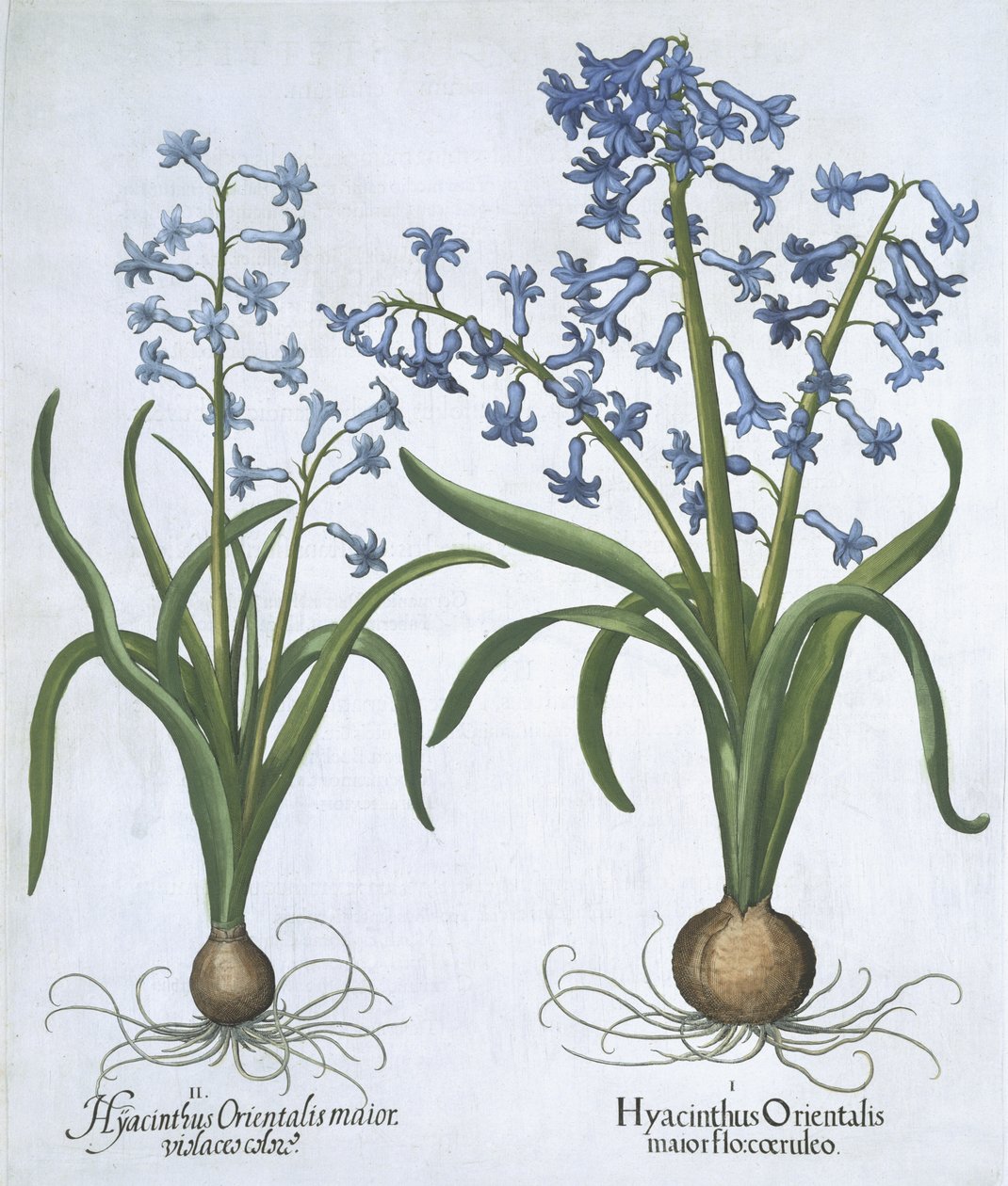 两个蓝色的风信子，来自Hortus Eystettensis，由Basil Besler（1561-1629）酒吧。 1613（手工彩色雕刻） 作者 德国学校