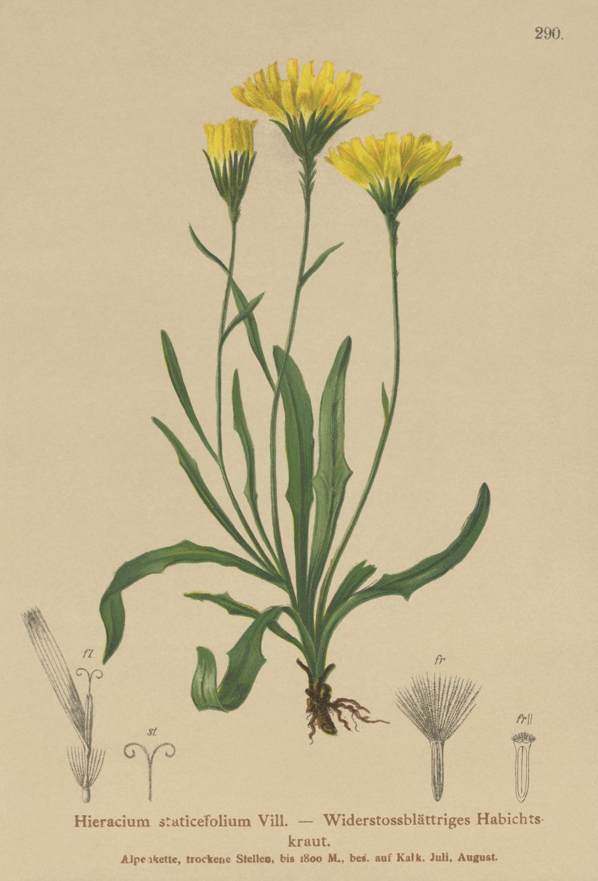 伞形益母草（Hieracium staticefolium，Hieracium staticifolium，Tolpis staticifolia，Chlorocrepis staticifolium，Chlorocrepis staticifolia） 作者 德国学校