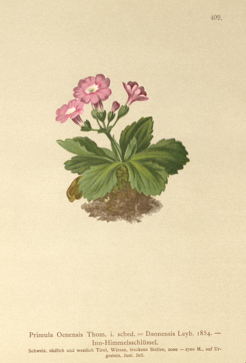 Val-Daone报春花（Primula Oenensis，Primula Daonensis） 作者 德国学校
