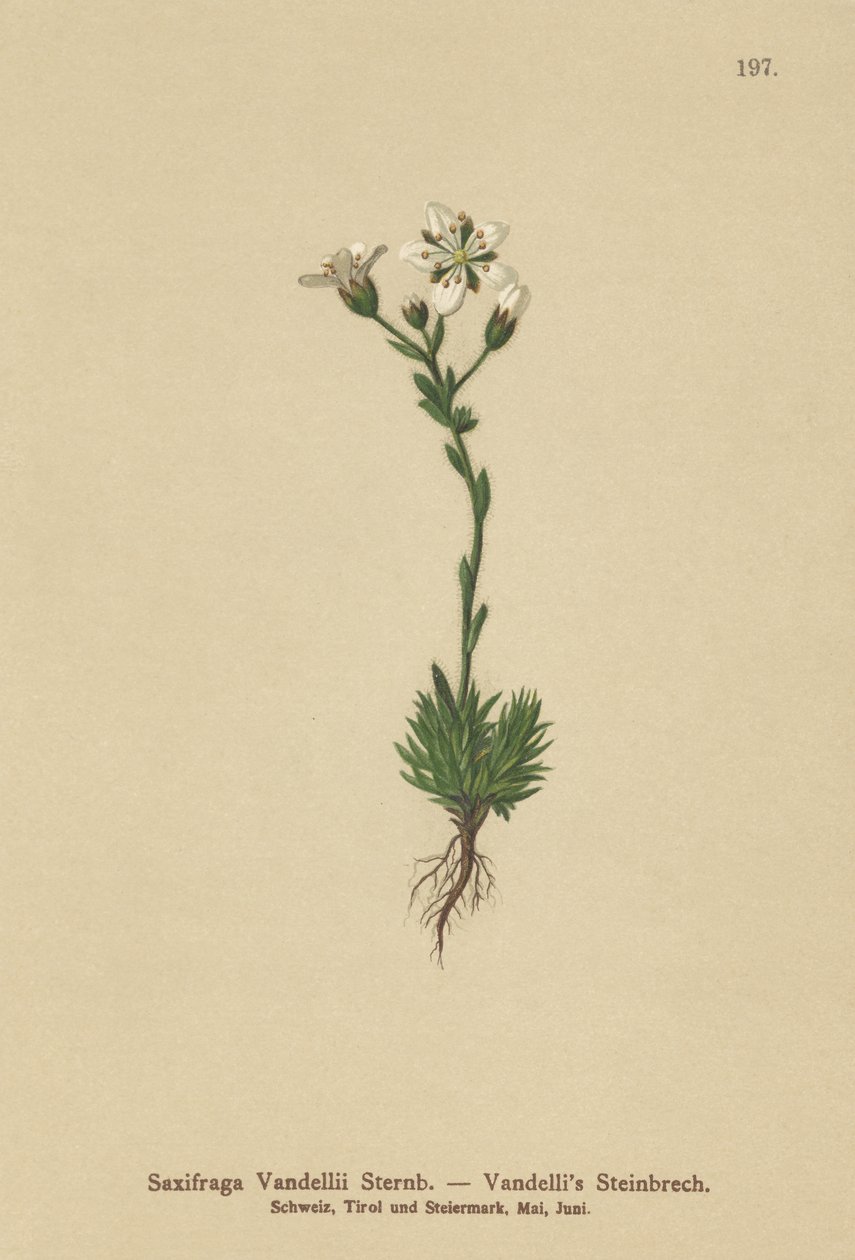 Vandellis Saxifrage（Saxifraga Vandellii） 作者 德国学校