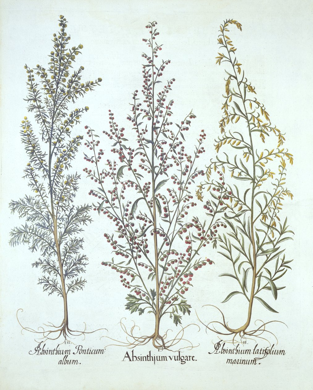 Wormwood的变化，来自Hortus Eystettensis，由Basil Besler（1561-1629），酒吧。 1613（手工雕刻） 作者 德国学校