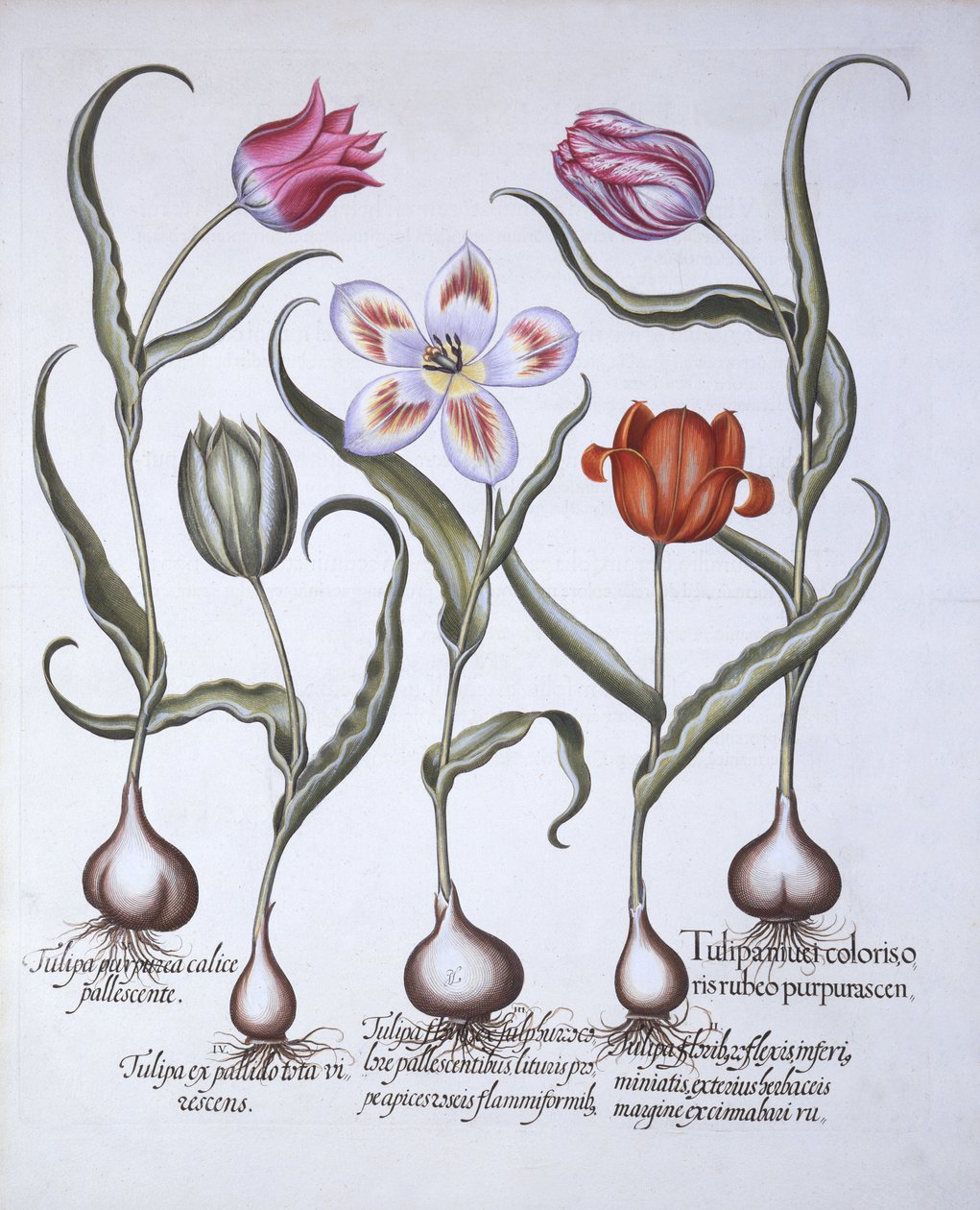 郁金香的品种，来自Hortus Eystettensis，由Basil Besler（1561-1629），酒吧。 1613（手工彩色雕刻） 作者 德国学校