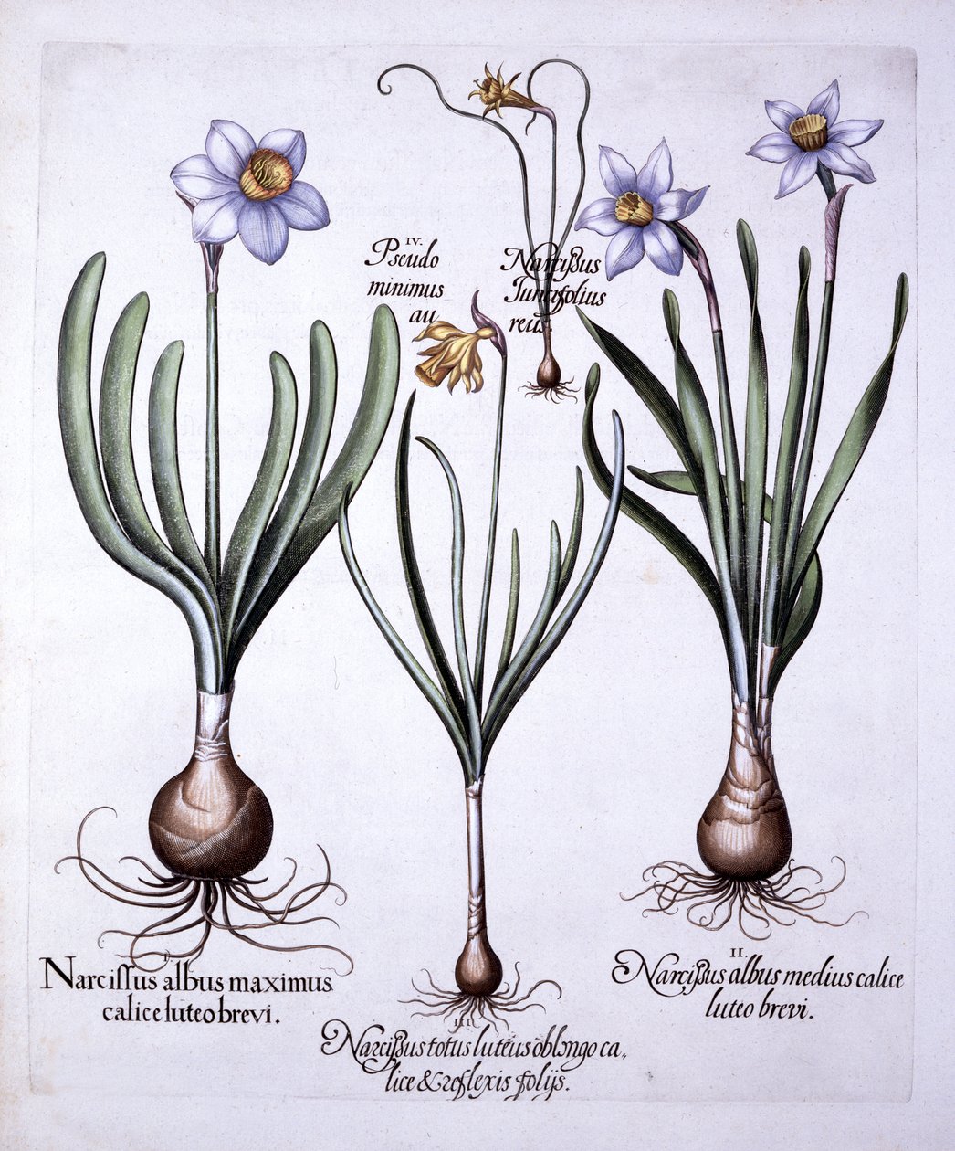各种Narcissi，来自Hortus Eystettensis，由Basil Besler（1561-1629），酒吧。 1613（手工彩色雕刻） 作者 德国学校