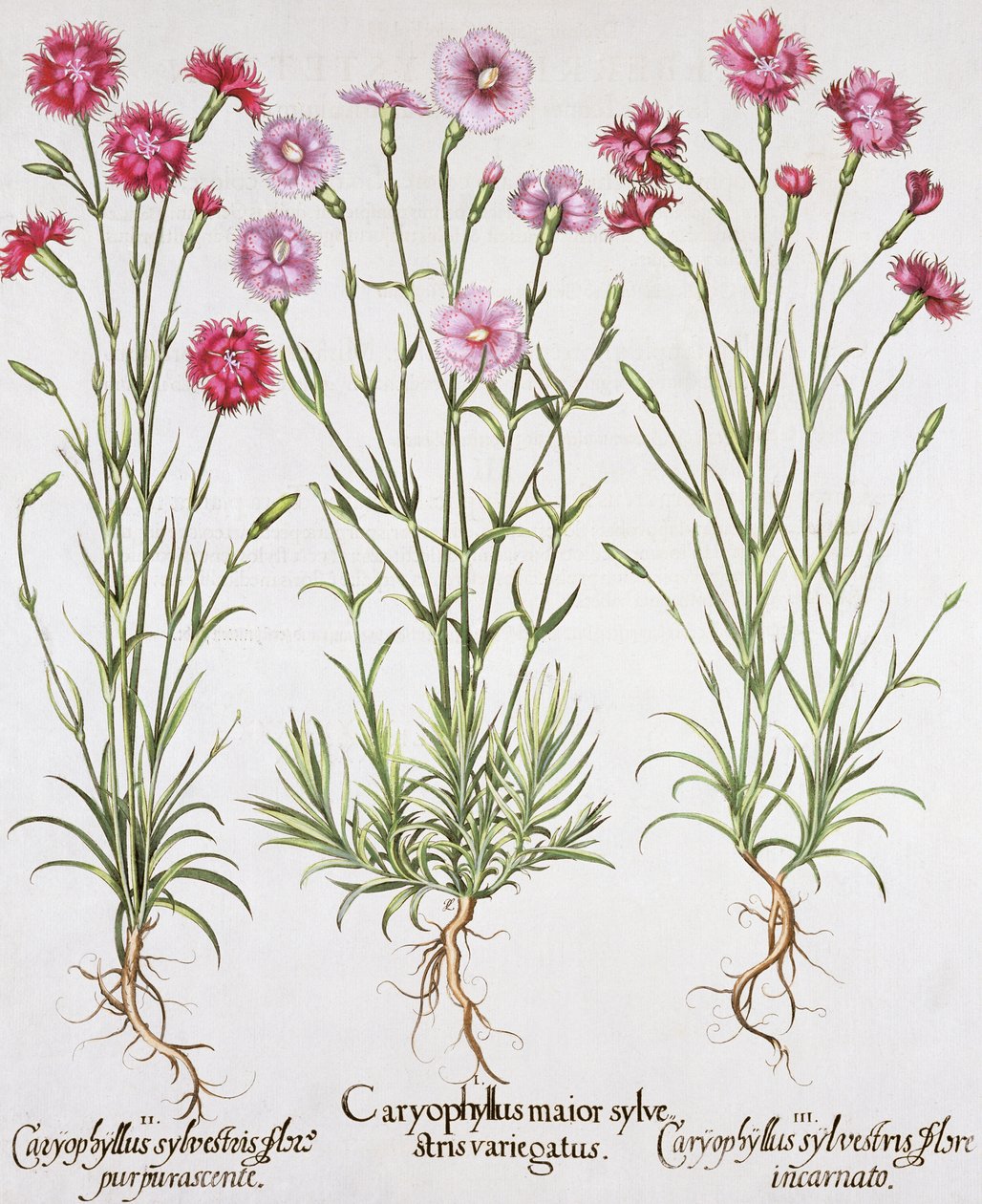 各种各样的石竹，来自Basil Besler（1561-1629）的Hortus Eystettensis，酒吧。 1613（手工彩色雕刻） 作者 德国学校
