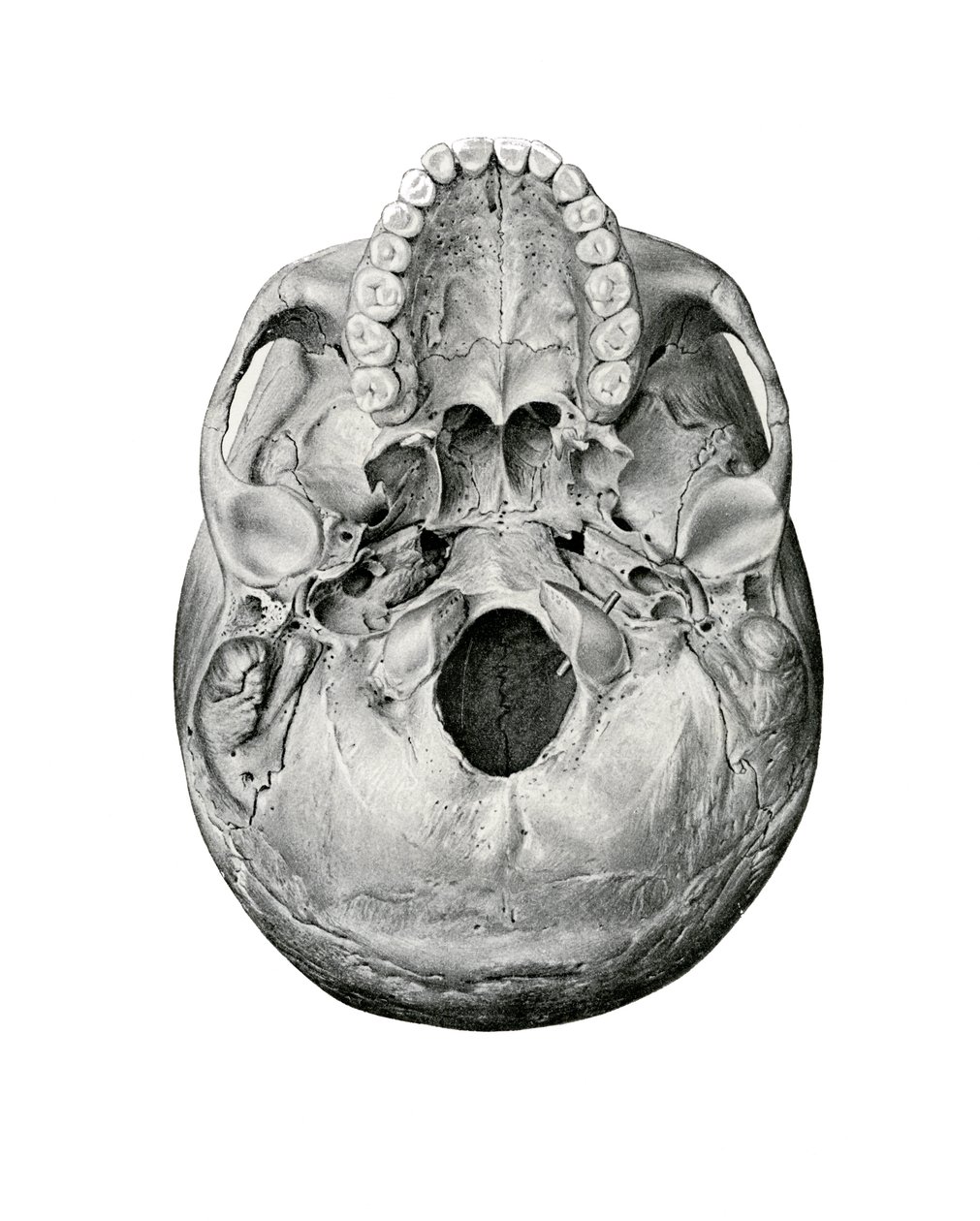 Ventral View of Human Skull 作者 德国学校