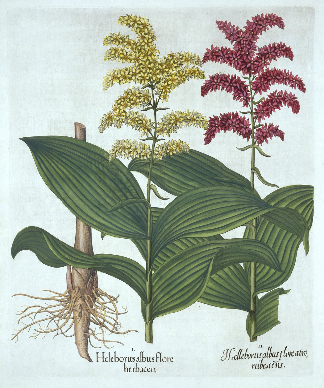 Veratrum，来自“Hortus Eystettensis”，由Basil Besler创作 作者 德国学校