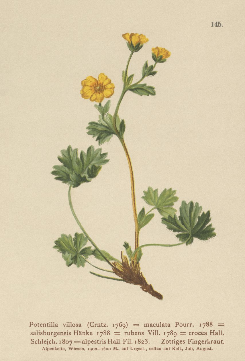 Villous Cinquefoil（Potentilla villosa，Potentilla maculata，Potentilla rubens，Potentilla crocea，Potentilla alpestris，Potentilla salisburgensis） 作者 德国学校