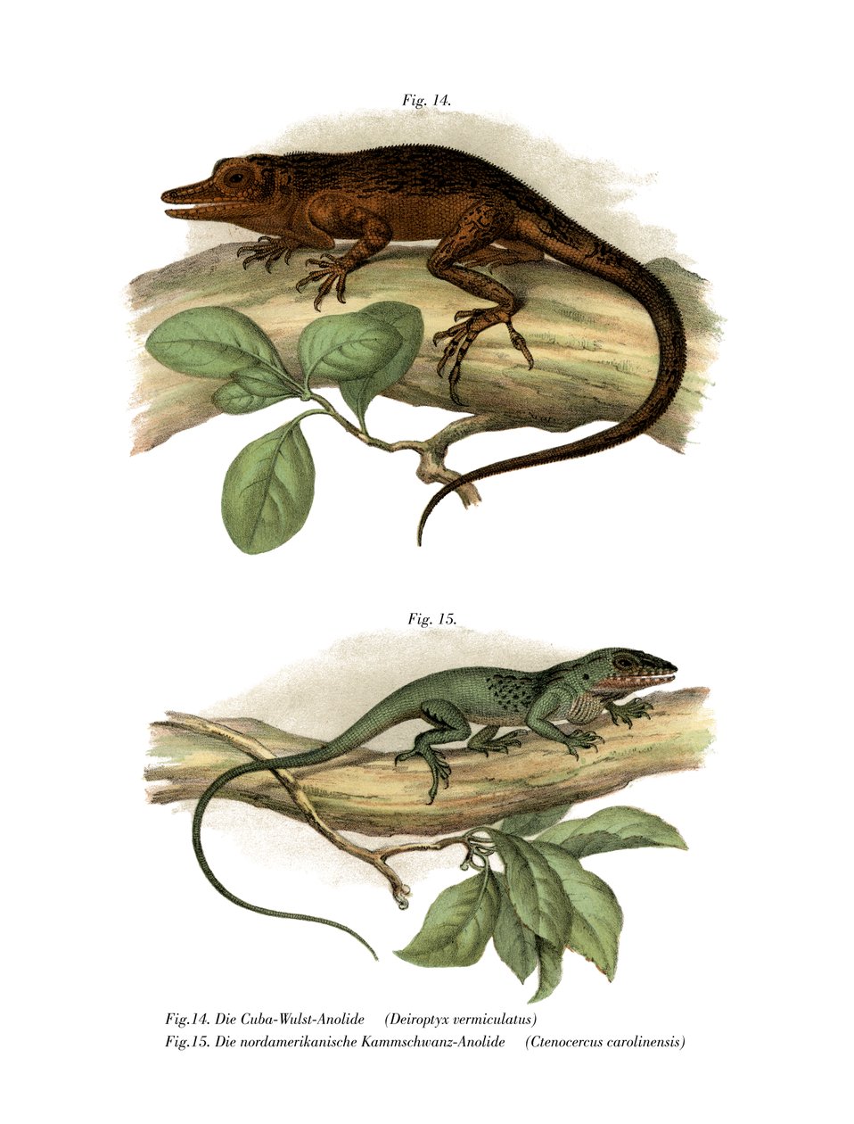 Vinales Anole（彩色石版画） 作者 德国学校