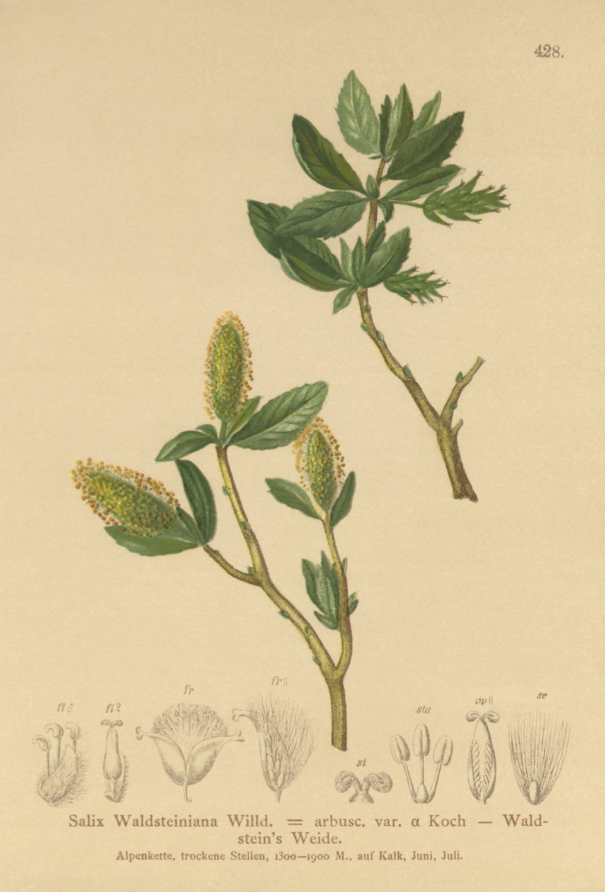Waldsteins Willow（Salix Waldsteiniana，Salix arbusc.var。） 作者 德国学校