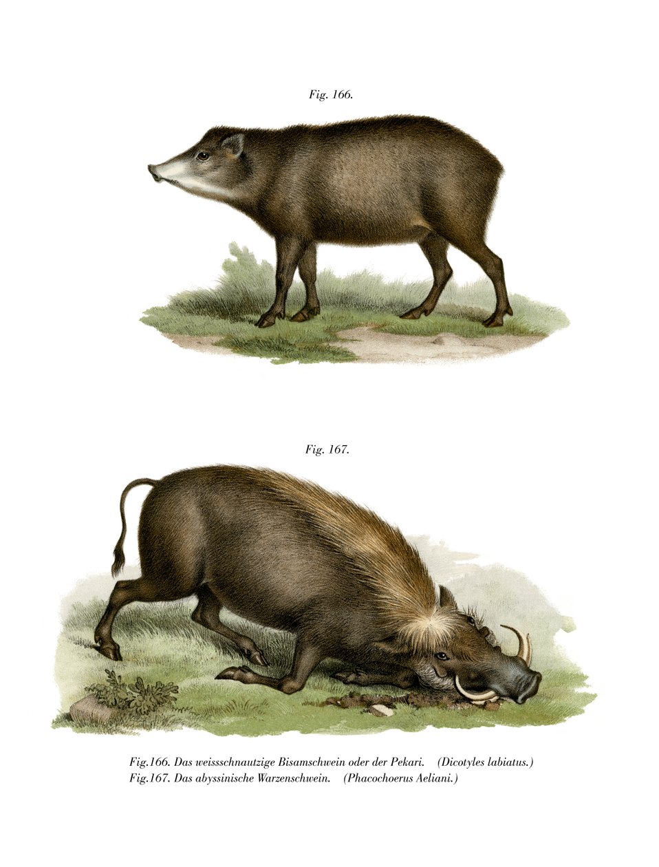 疣猪，1860年 作者 德国学校